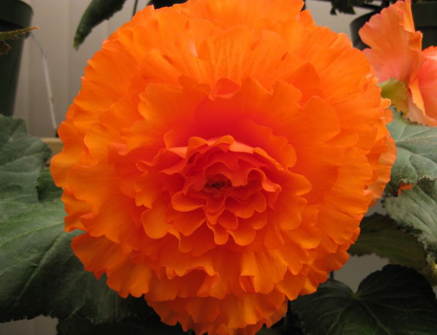 B. ‘Flo Willsmore’